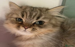 Persian cats for sale: Pure Golden Chinchillas available - Image 3