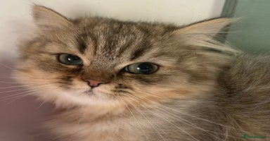 Persian cats - Advert 7