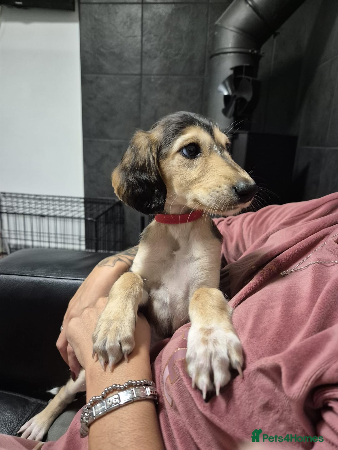 Saluki dogs for sale: Stunning Saluki puppies - Image 3