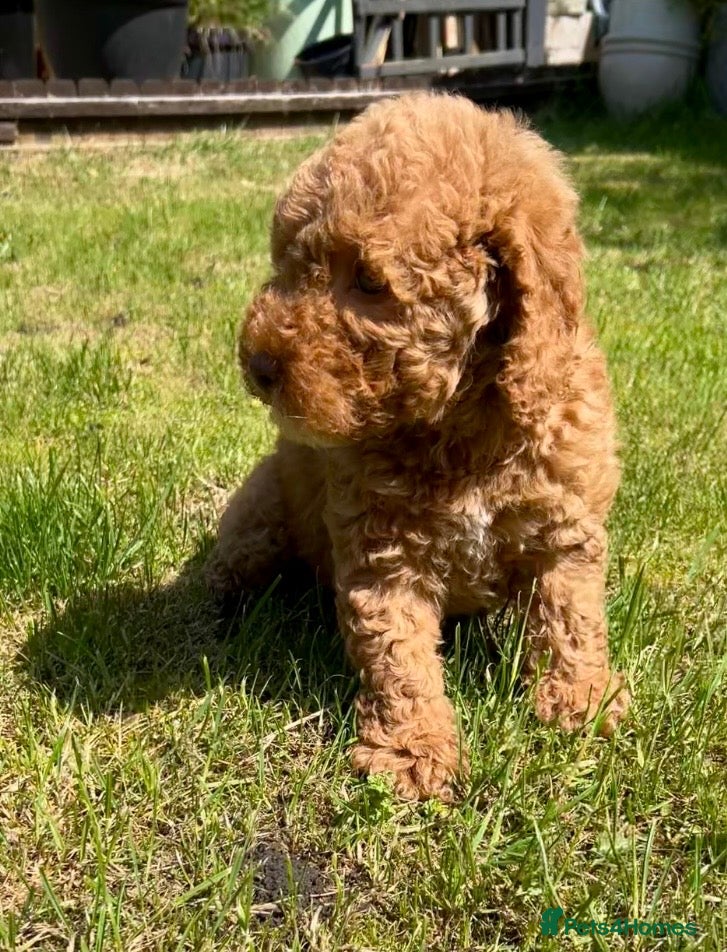 Labradoodle dogs Ready now Labradoodle puppy's,Health tested parent - Advert 1