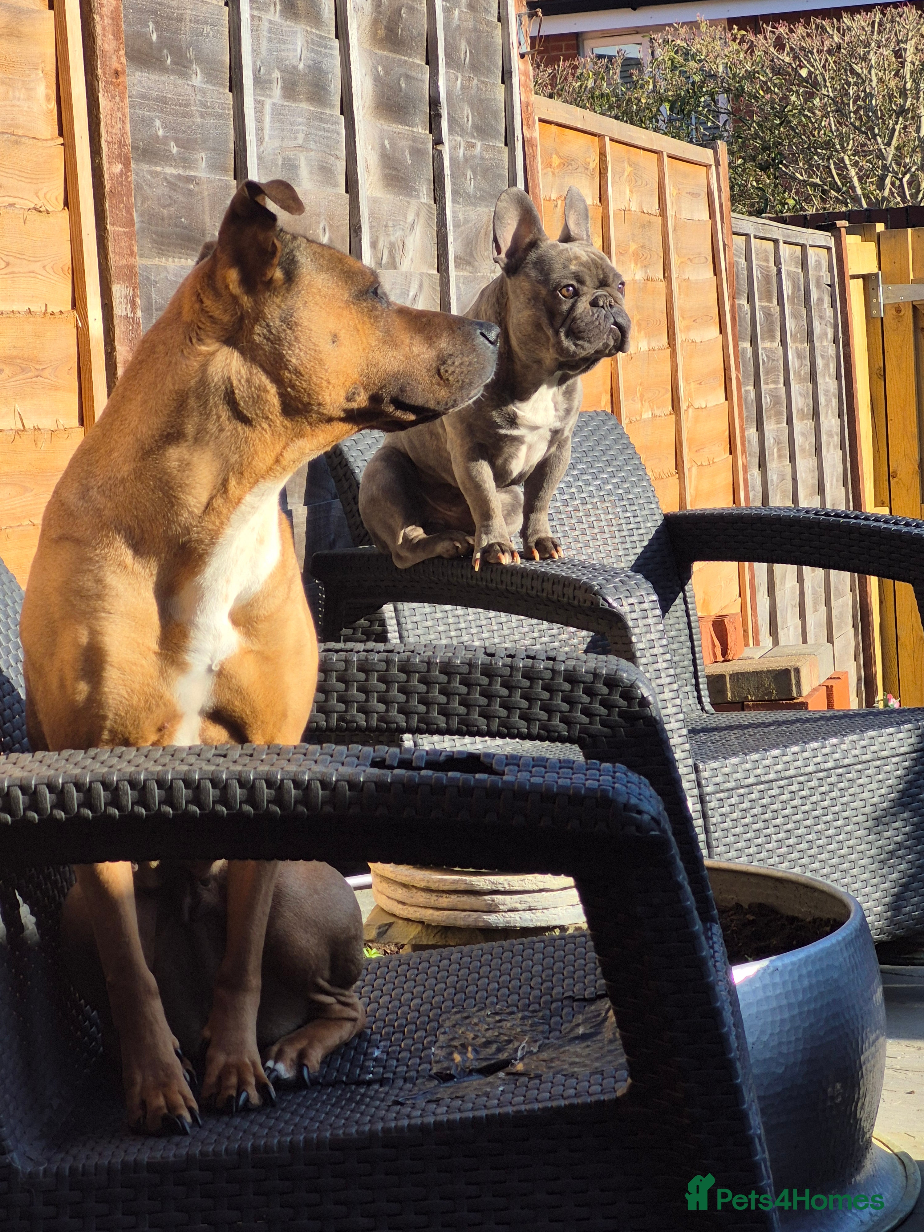 Mixed Breed dogs Mastiff cross french bulldog puppies  - Advert 3