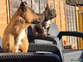 Mixed Breed dogs Mastiff cross french bulldog puppies - Advert 3