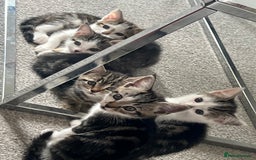 Mixed Breed cats for sale: Kittens  - Image 38