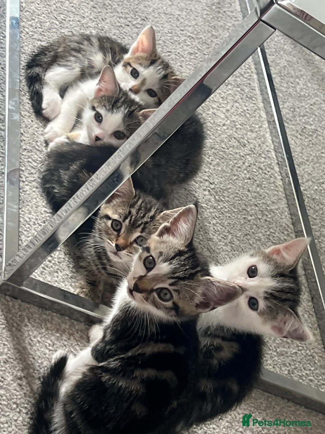 Mixed Breed cats for sale: Kittens  - Image 38