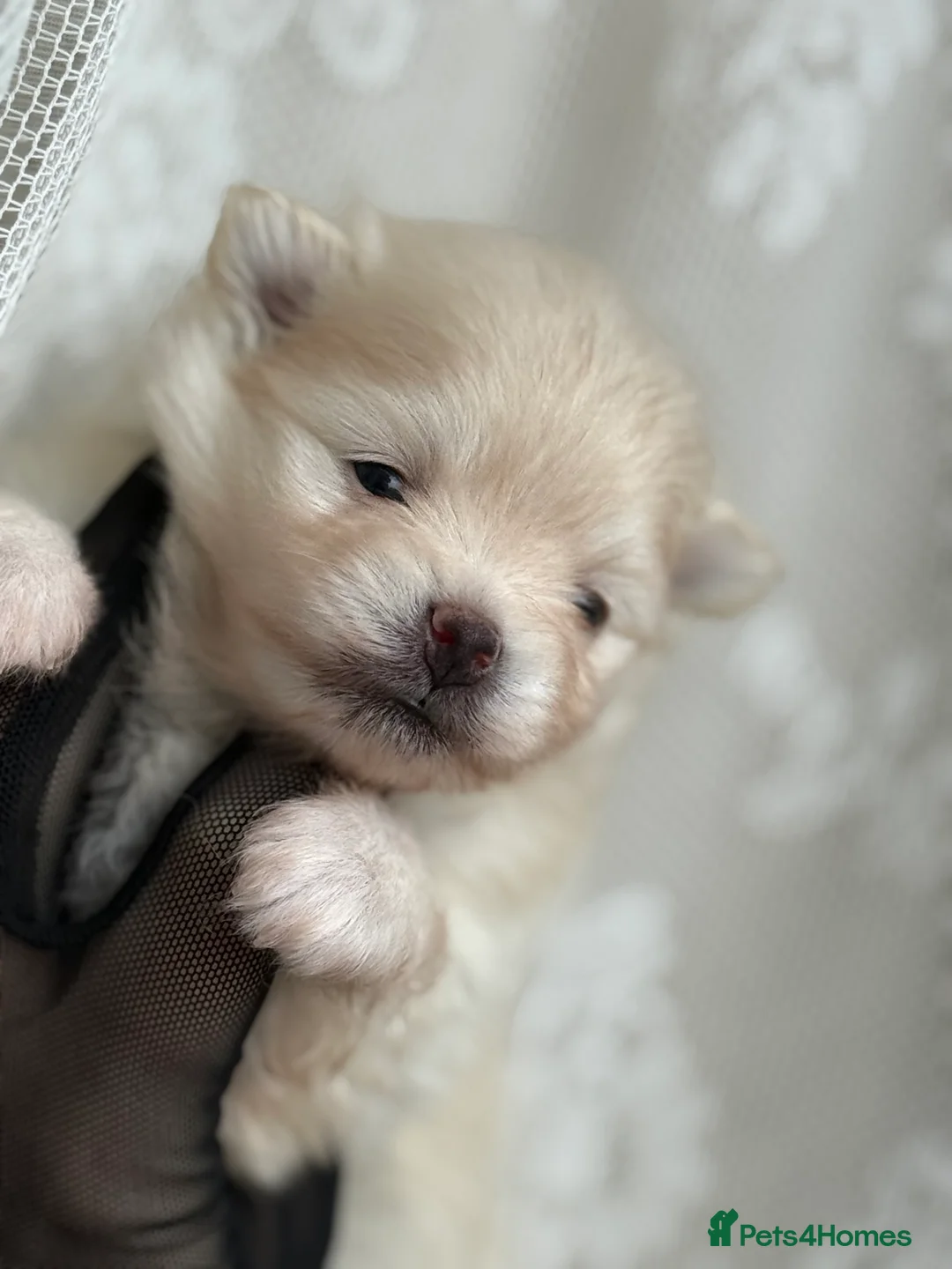 Pomeranian dogs for sale: Black and cream puppies - Advert 23