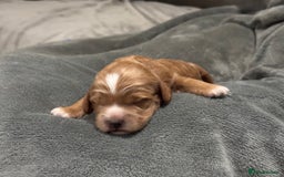 Cockapoo dogs for sale: TOY Cockapoo/ SHOW type F1 / License - Image 12