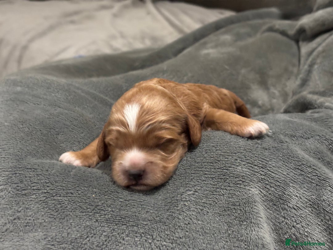 Cockapoo dogs for sale: TOY Cockapoo/ SHOW type F1 / License - Image 12