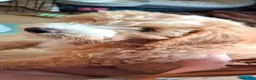 Bordoodle dogs for sale: Stunning F1b Bordoodle Puppies - Advert 15