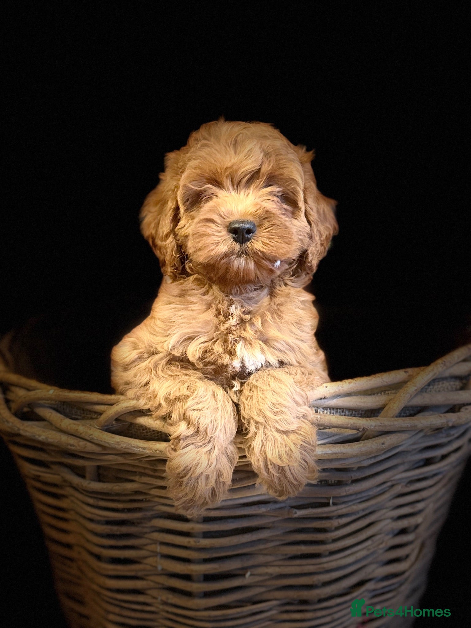 Cavapoo dogs F1 Heath Tested Teddy Faced Cavapoo Darlings  - Advert 1