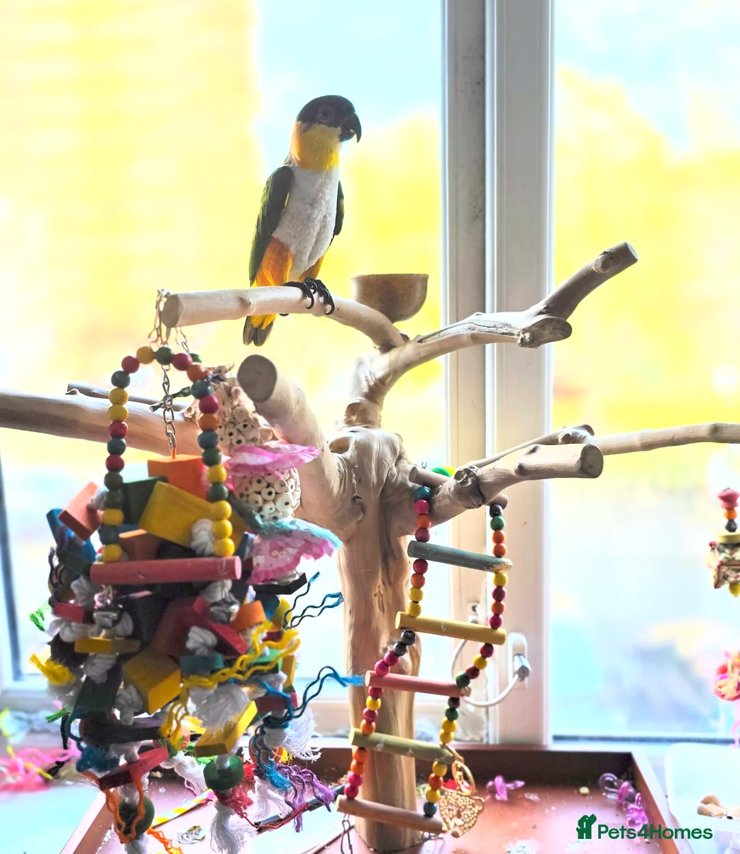 Parrots birds for sale: Mojo 4 year old Tame male Black Capp carique  - Advert 7