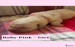Goldador dogs for sale: Goldador puppies - Image 8