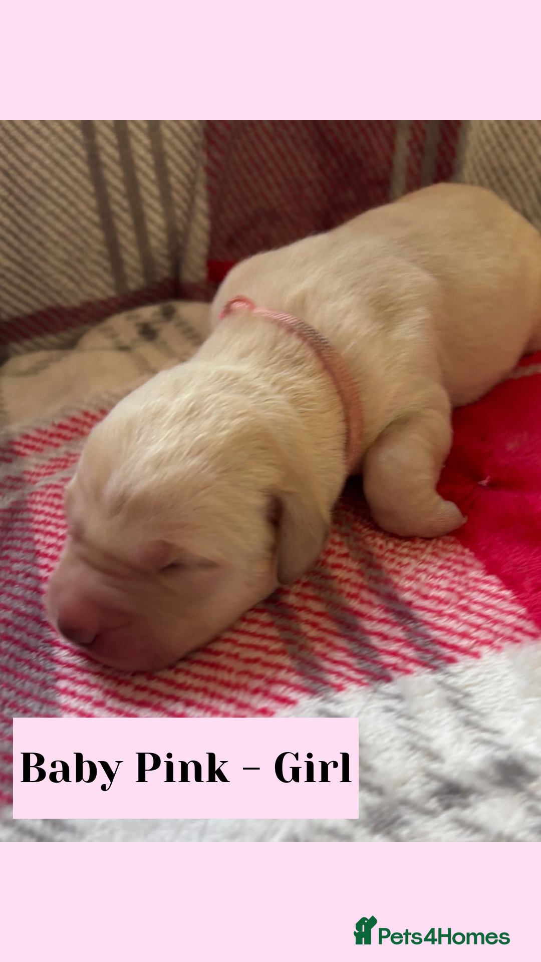 Goldador dogs for sale: Goldador puppies - Image 8