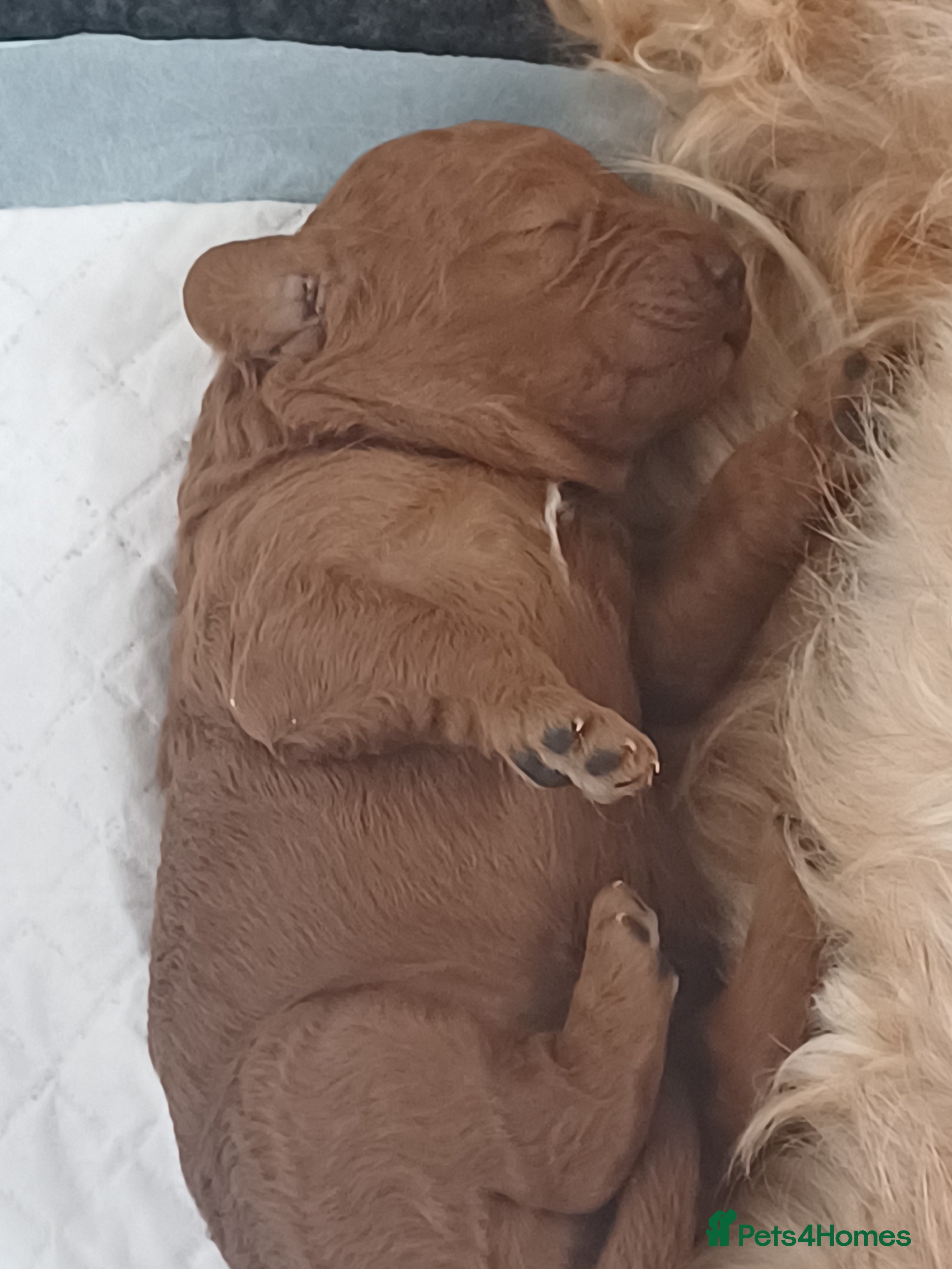 Cavapoo dogs HEALTH TESTED PARENTS. ETHICAL,STRUCTURED BREEDING - Advert 2