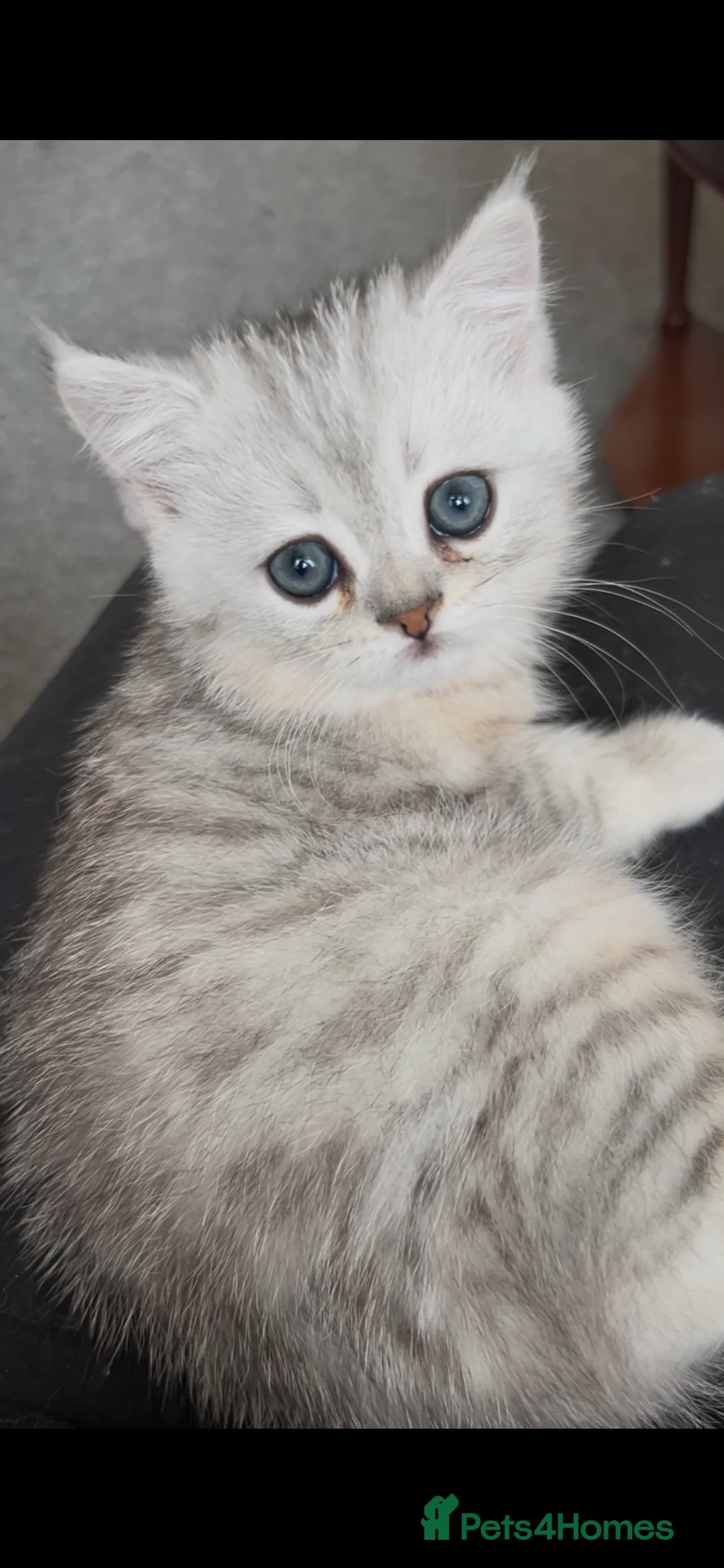 Munchkin cats for sale: Beautiful Fur Babies 🤗 - Advert 1