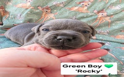 Staffordshire Bull Terrier dogs for sale: Gorgeous Chunky KC Blue Staffy Puppies - Image 17