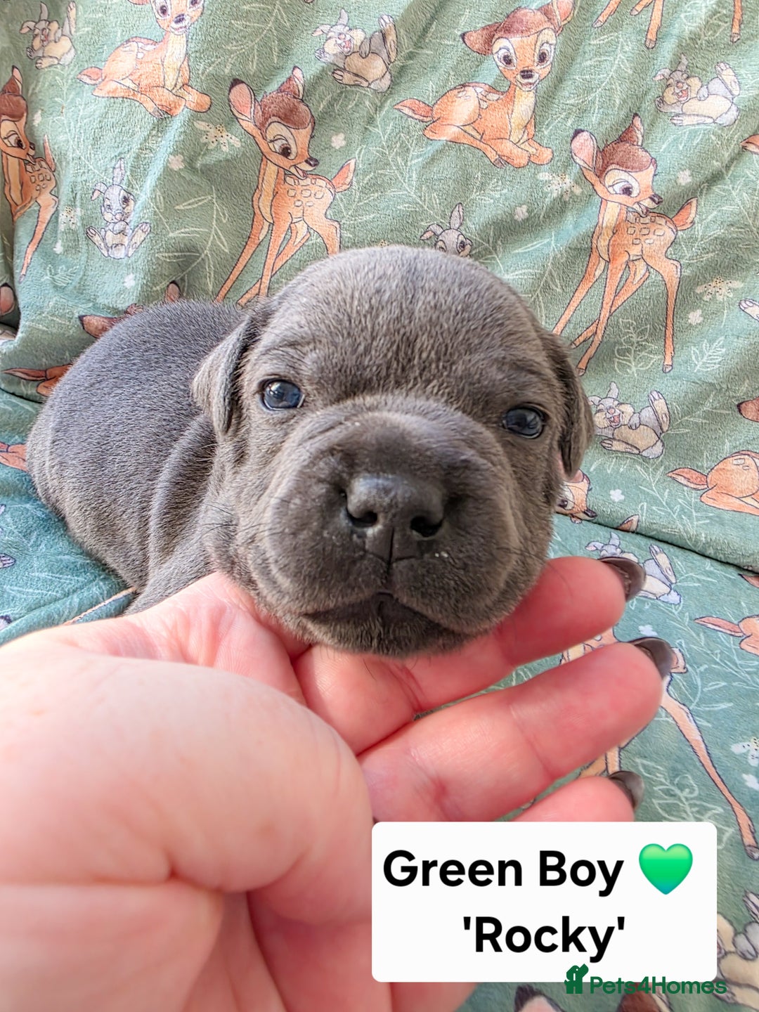 Staffordshire Bull Terrier dogs for sale: Gorgeous Chunky KC Blue Staffy Puppies - Image 17