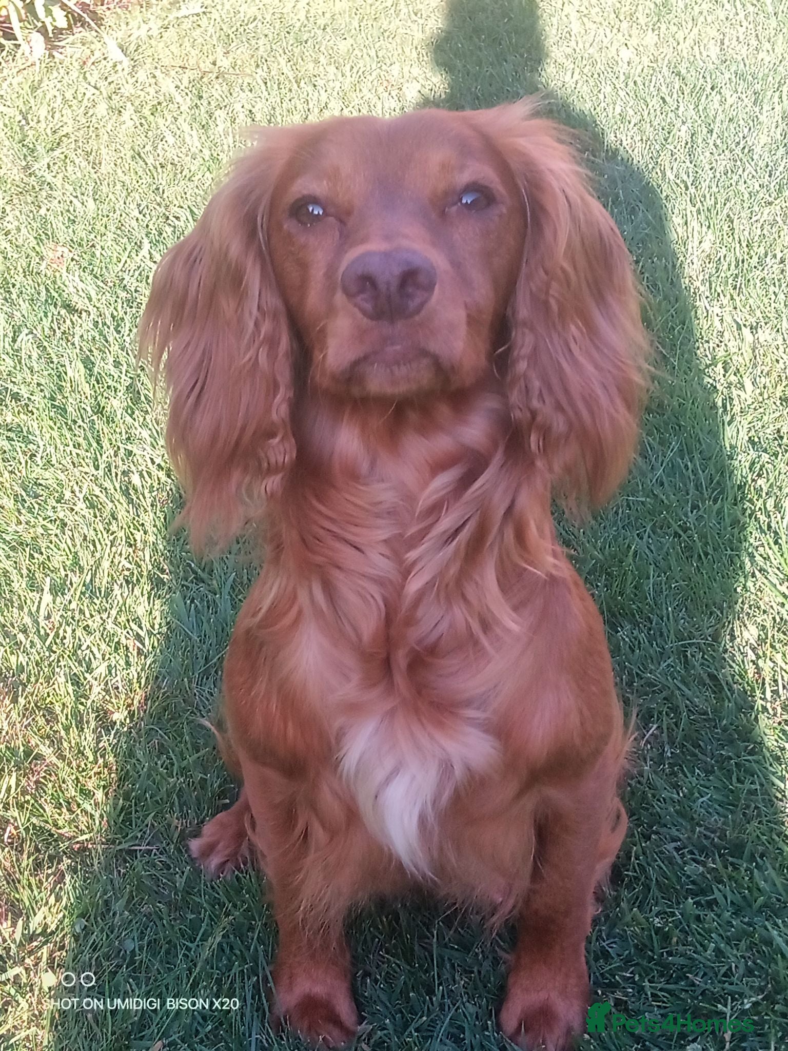 Cocker Spaniel dogs Working cocker spaniel pup's,sire is ft champion - Advert 1