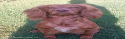 Cocker Spaniel dogs for sale: Working cocker spaniel pup's,sire is ft champion in Stoke-on-Trent - Advert 1
