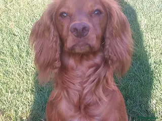 Cocker Spaniel dogs Working cocker spaniel pup's,sire is ft champion - Advert 1