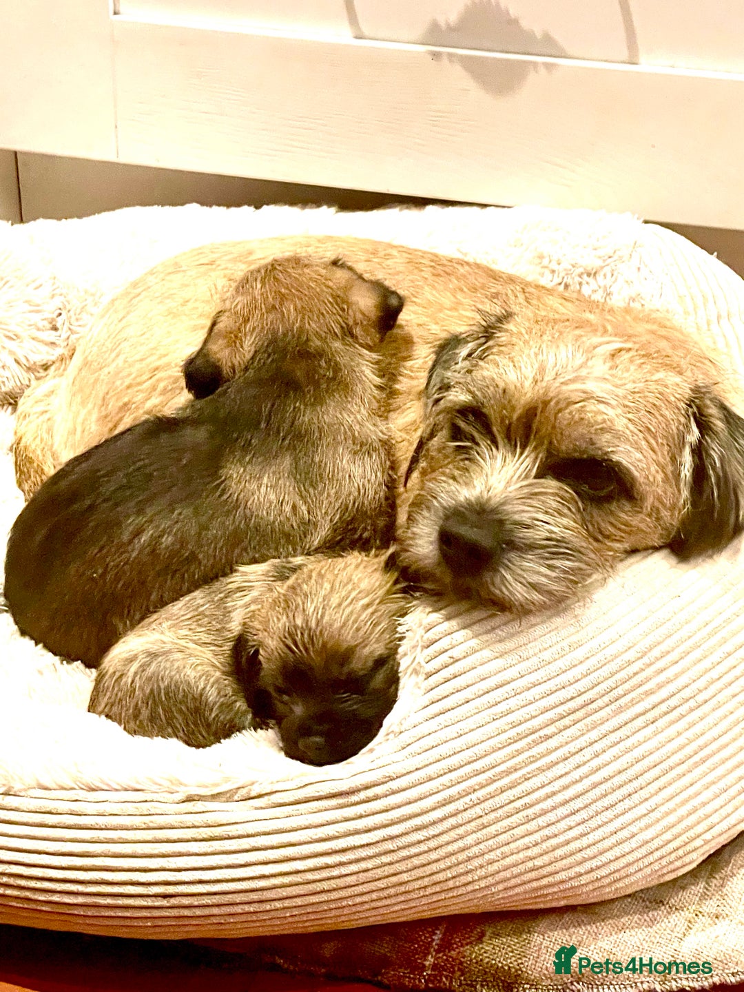 Border Terrier dogs for sale: KC Reg Border Terrier puppies. - Advert 8