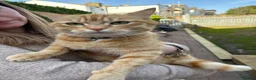 Mixed Breed cats for sale: Beautiful small girl  - Advert 4