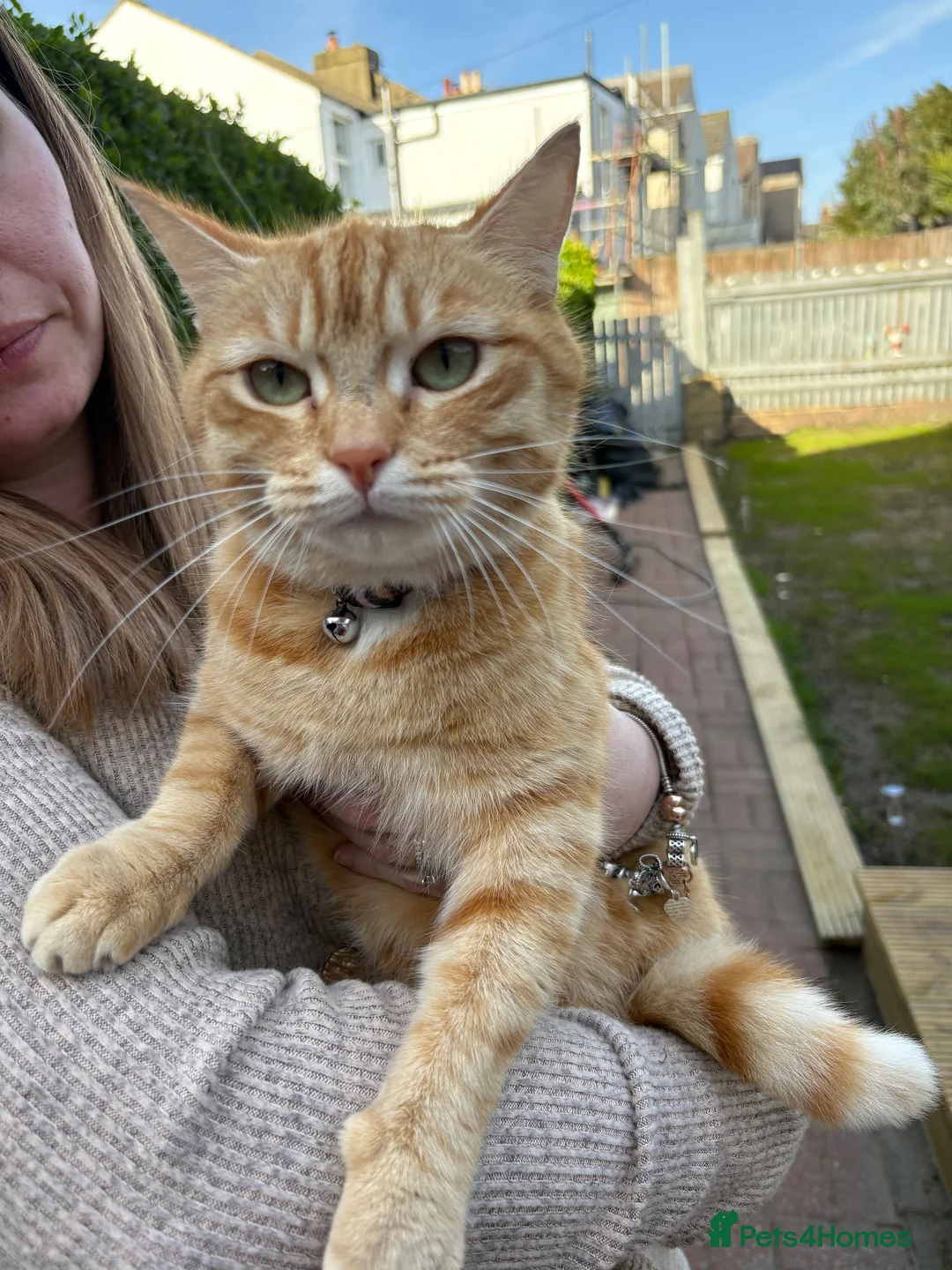 Mixed Breed cats for sale: Beautiful small girl  - Advert 4