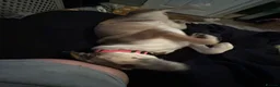 Mixed Breed dogs for sale: Beautiful Moroccan girl beldi  - Advert 4