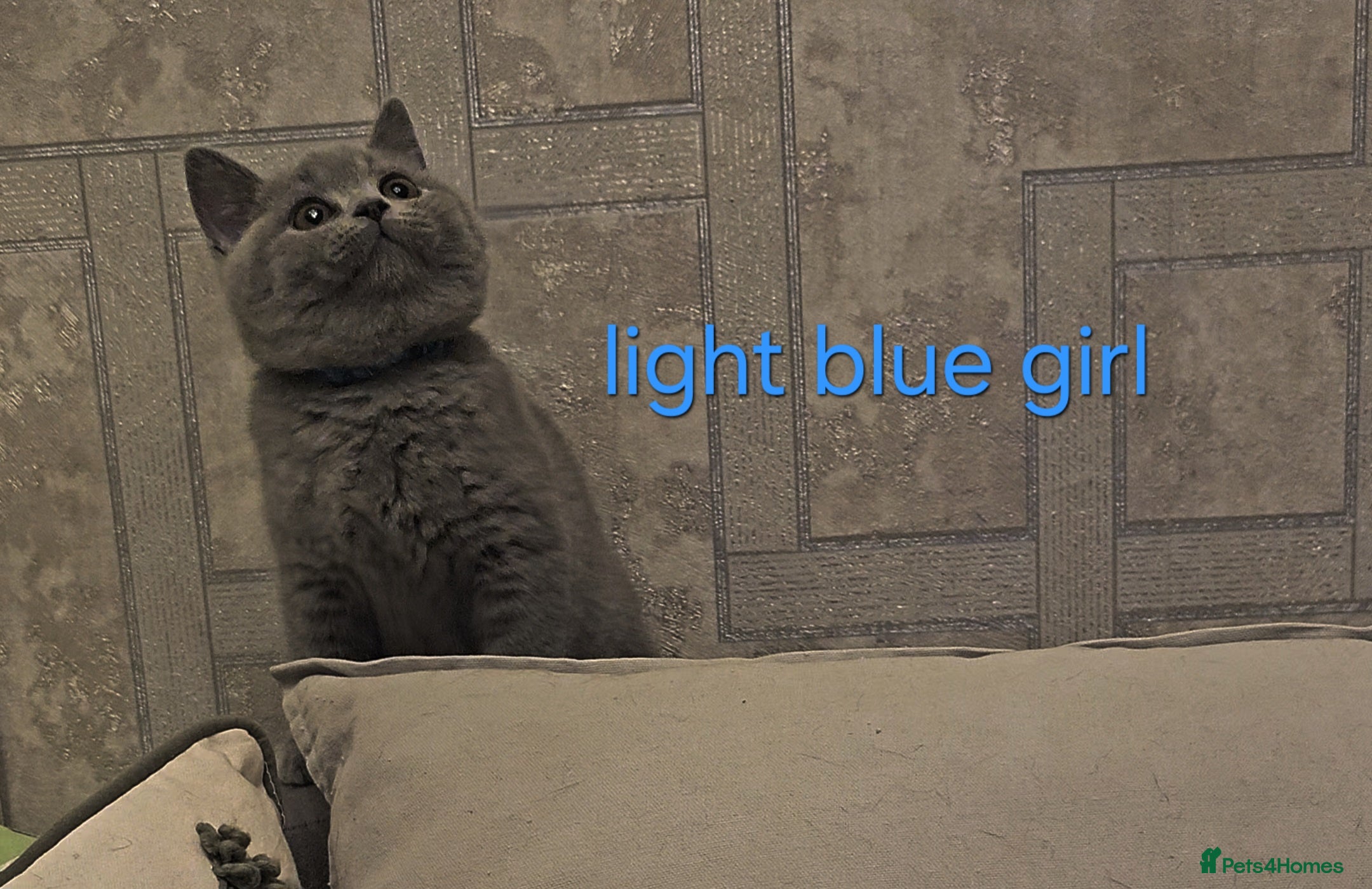 British Shorthair cats British Shorthair kittens, GCCF pedigree - Advert 3