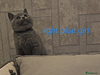 British Shorthair cats British Shorthair kittens, GCCF pedigree - Advert 3