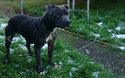 Staffordshire Bull Terrier dogs for sale: Staffordshire Bull Terrier female - Image 2