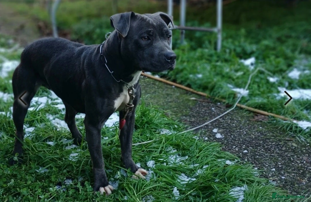 Staffordshire Bull Terrier dogs for sale: Staffordshire Bull Terrier female - Image 2