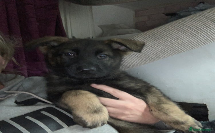 German Shepherd dogs - Advert 9