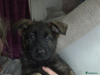German Shepherd dogs - Advert 31