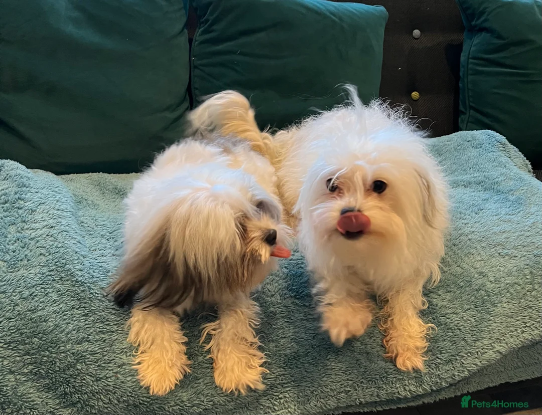 Maltipoo dogs for stud: PROVEN Minnie Gorgeous white and silver Maltipoo - Advert 4