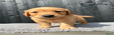Orange collar