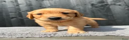 Golden Retriever dogs for sale: Kc extensively health tested boys and girls  - Advert 11