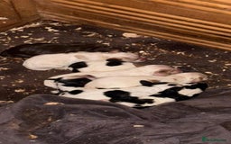 Cocker Spaniel dogs for sale: Coca spanial  - Advert 9