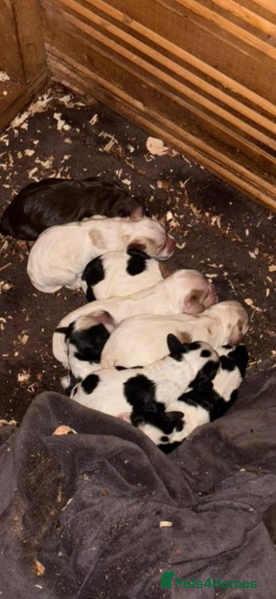 Cocker Spaniel dogs for sale: Coca spanial  - Advert 9