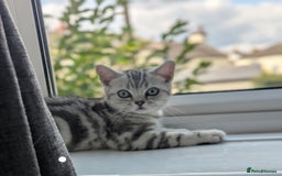 British Shorthair cats for sale: Classic British shorthair silver Tabby  - Image 5