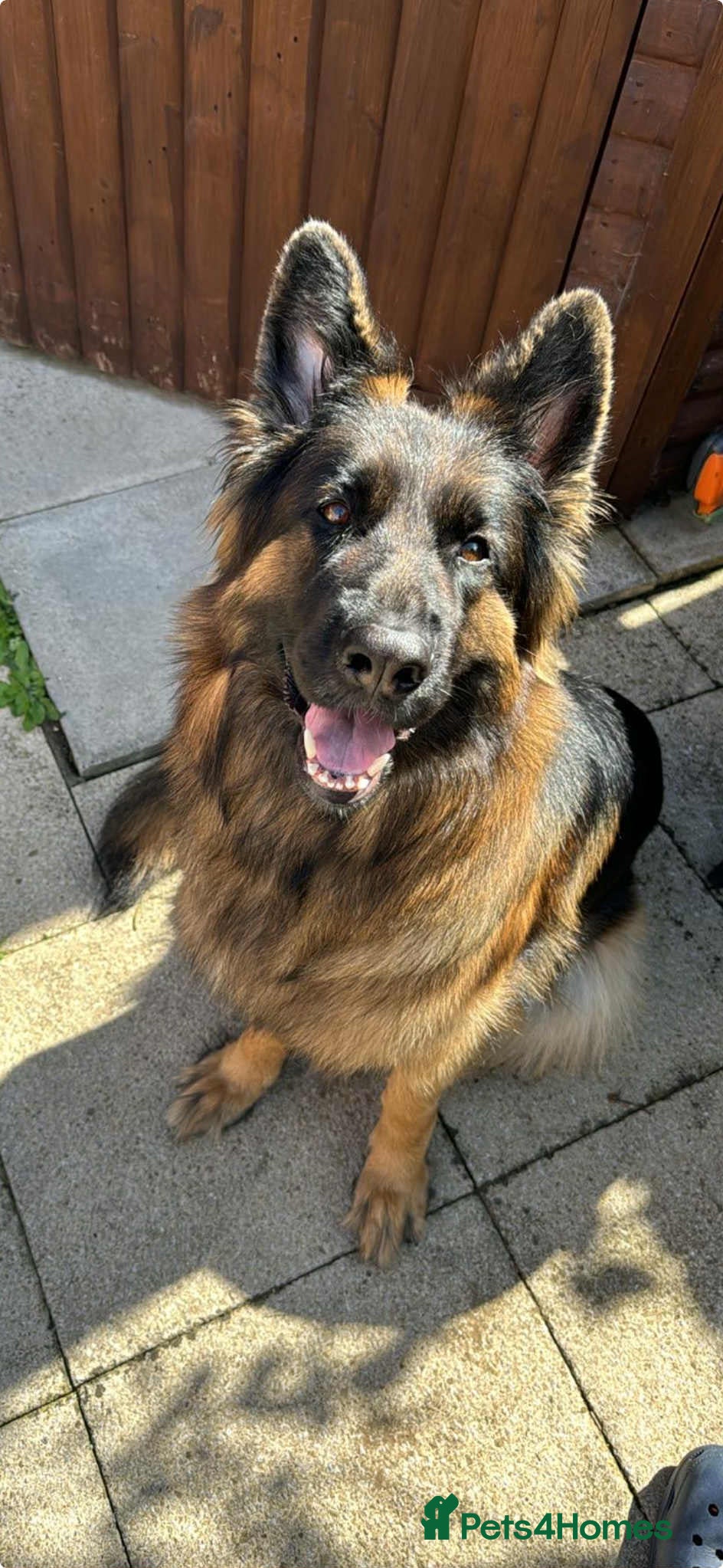 German Shepherd dogs Long haired female German shepherd  - Advert 8