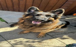 German Shepherd dogs for sale: Long haired female German shepherd  - Image 1