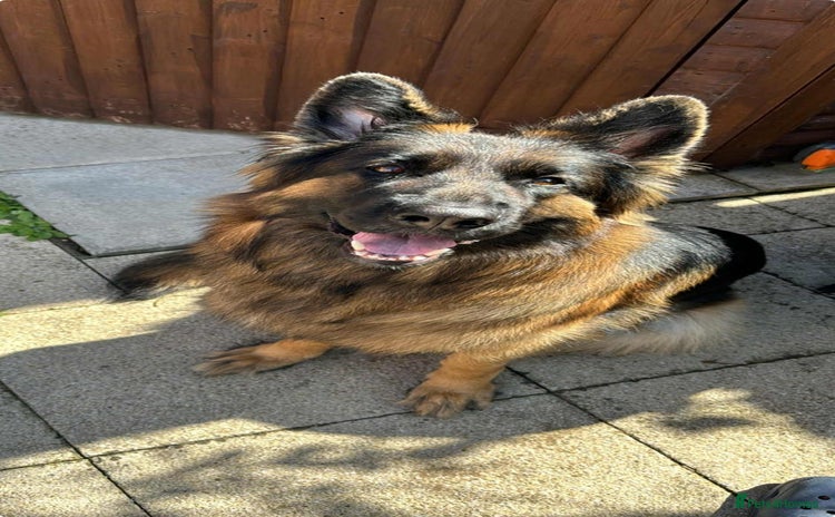 German Shepherd dogs - Advert 16