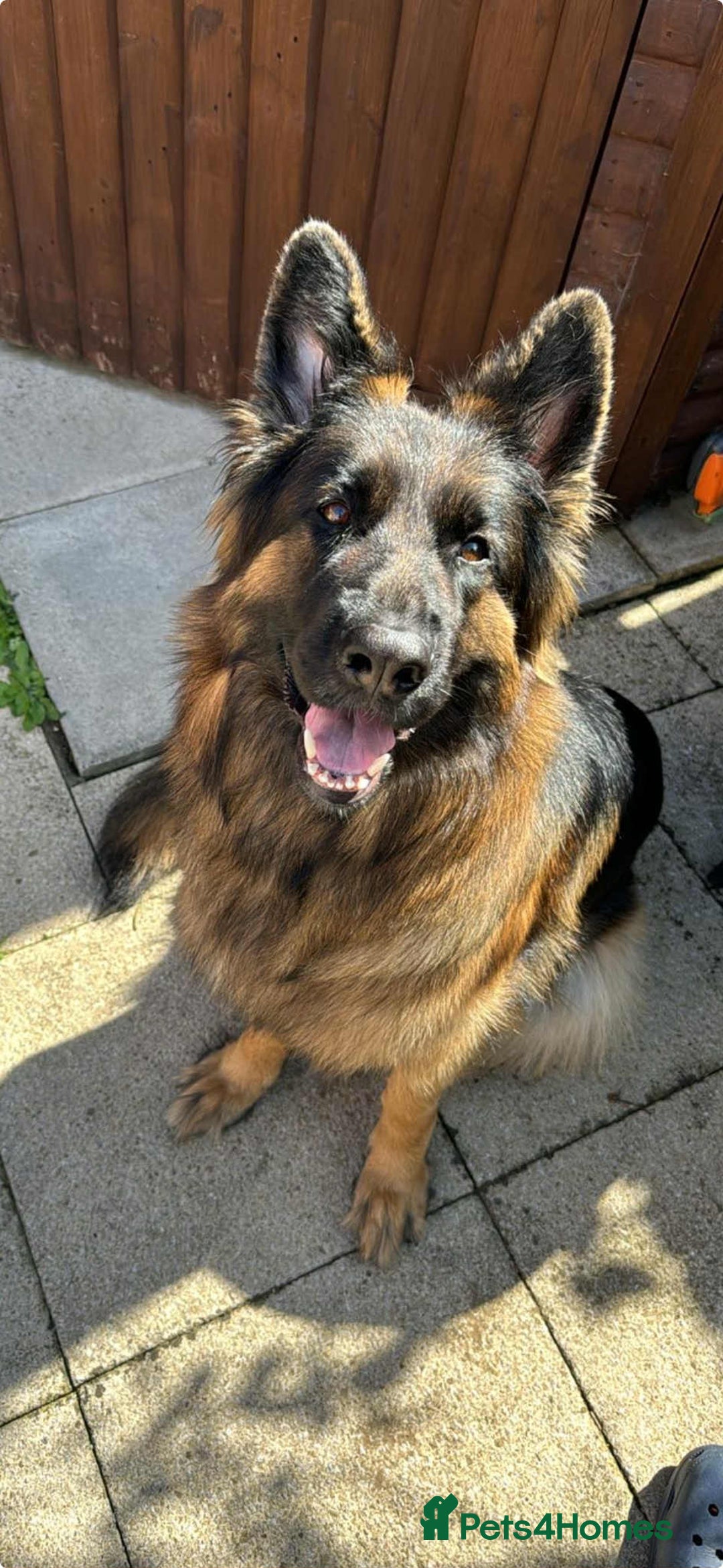 German Shepherd dogs for sale: Long haired female German shepherd  - Image 1