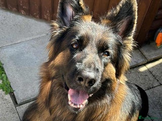 German Shepherd dogs - Advert 3