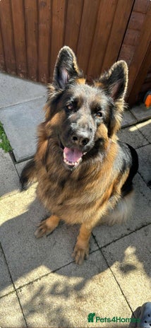 German Shepherd dogs - Advert 2