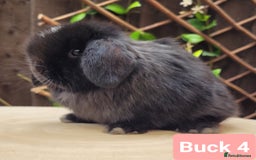 Mini Lop rabbits for sale: Stunning pure bred Mini lop bunnies  in Shaftesbury - Image 2