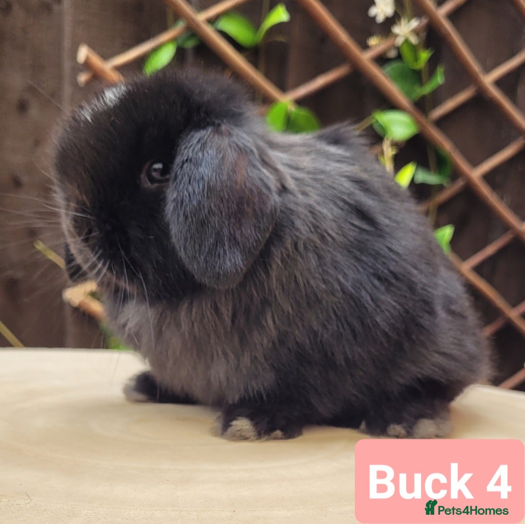 Mini Lop rabbits for sale: Stunning pure bred Mini lop bunnies  in Shaftesbury - Image 2