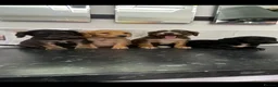 Cavapoo dogs for sale: Stunning Toy Cavapoo puppies (toy poodle) - Advert 2