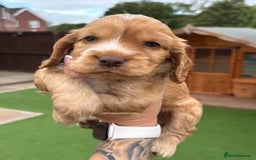 Cocker Spaniel dogs for sale: KC REGISTERED SHOW-TYPE COCKERS - Image 11
