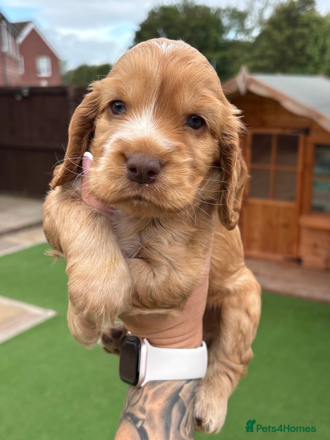 Cocker Spaniel dogs for sale: KC REGISTERED SHOW-TYPE COCKERS - Image 11